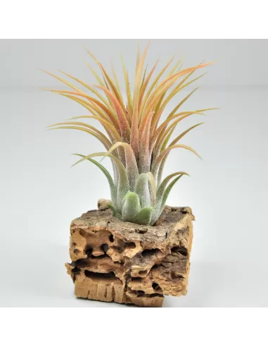 Tillandsia Holm´s Volcano