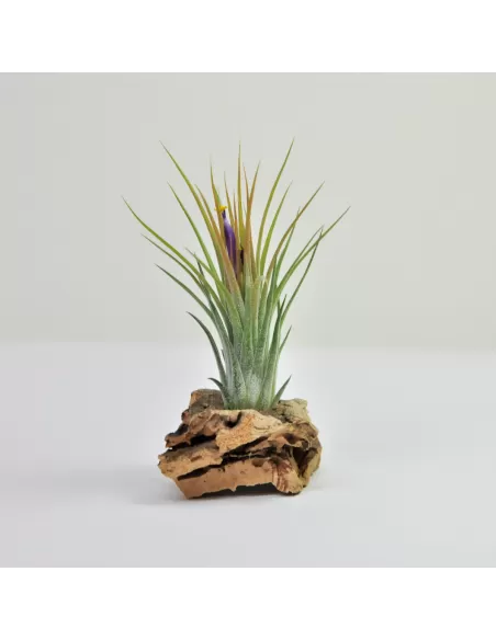 Tillandsia Holm´s Volcano