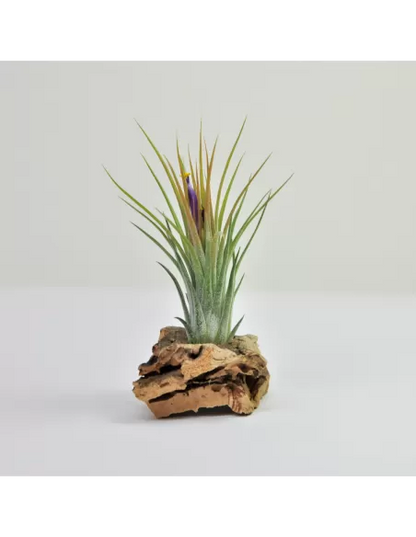 Tillandsia Holm´s Volcano