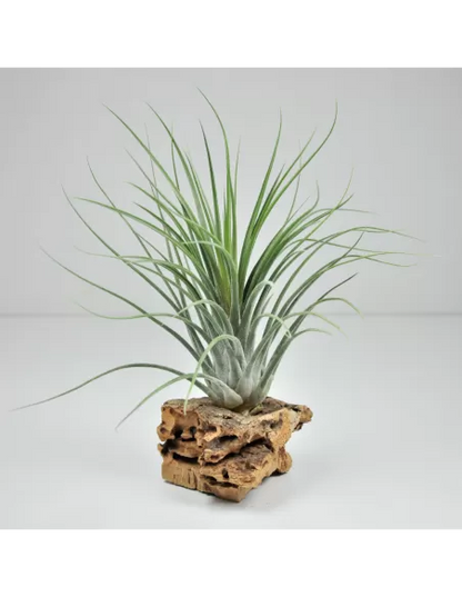 Tillandsia Holm´s Volcano