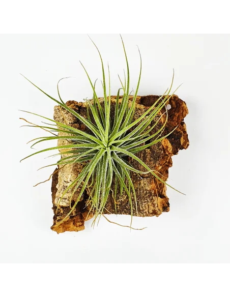 Tillandsia Holm´s Volcano x Ionantha Stricta