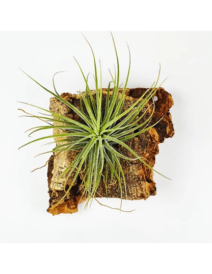 Tillandsia Holm´s Volcano x Ionantha Stricta