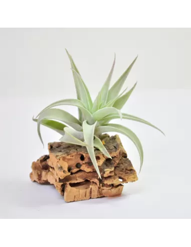 Tillandsia hondurensis