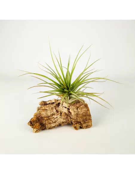 Tillandsia Houston Candy Enana