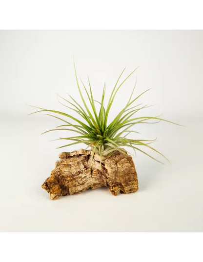 Tillandsia Houston Candy Enana
