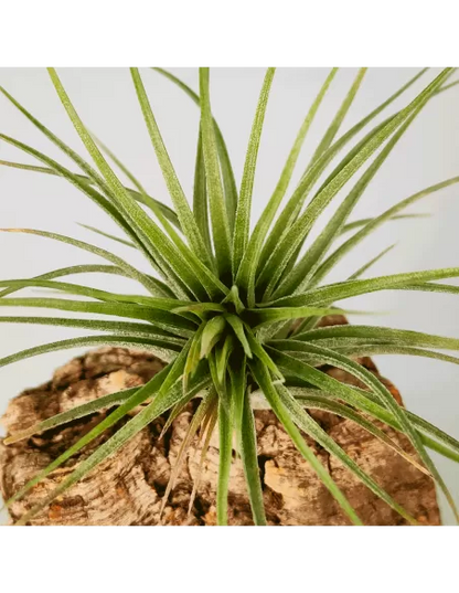 Tillandsia Houston Candy Enana