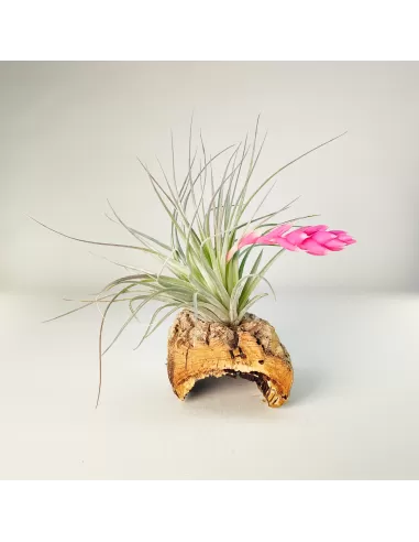 Tillandsia Houston Candy