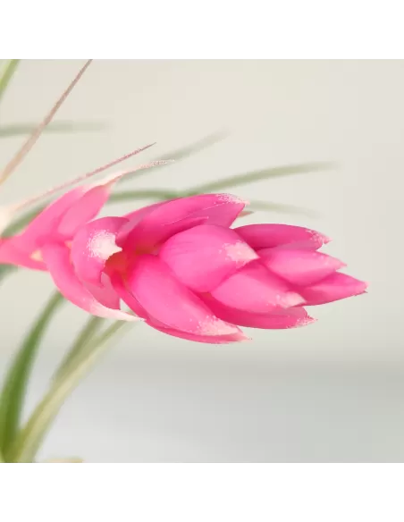 Tillandsia Houston Candy