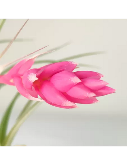Tillandsia Houston Candy
