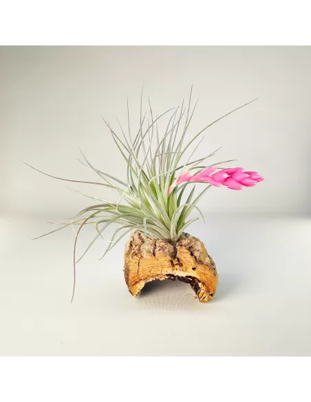 Tillandsia Houston Candy