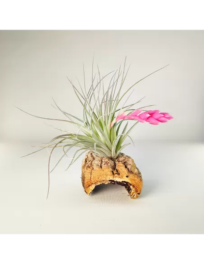 Tillandsia Houston Candy