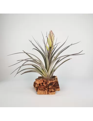 Tillandsia Houston Colossus