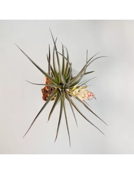 Tillandsia Houston Colossus