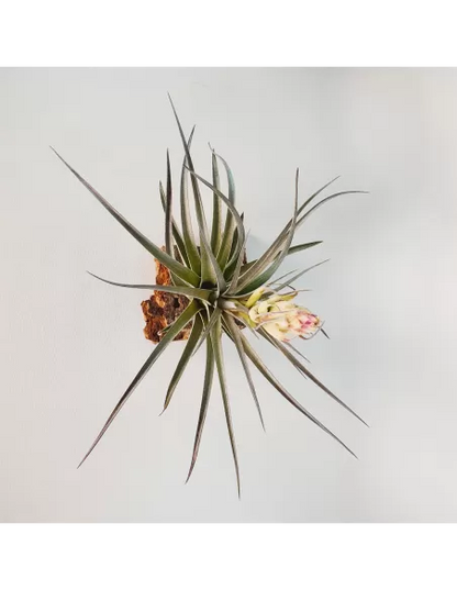 Tillandsia Houston Colossus