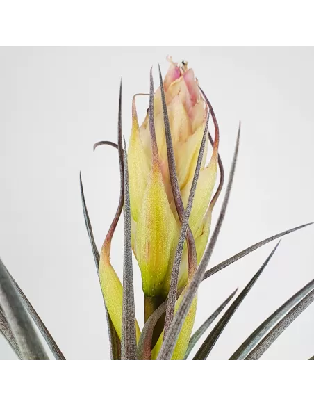 Tillandsia Houston Colossus