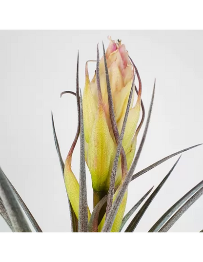 Tillandsia Houston Colossus