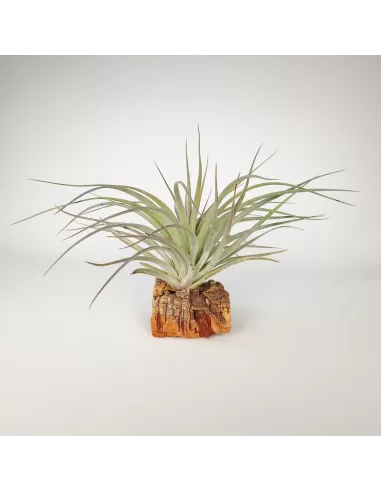 Tillandsia Houston Dark Red