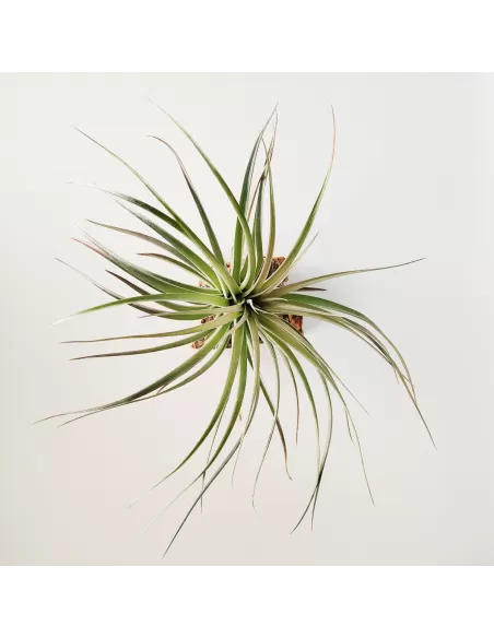 Tillandsia Houston Dunkelrot