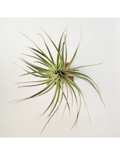 Tillandsia Houston Dunkelrot
