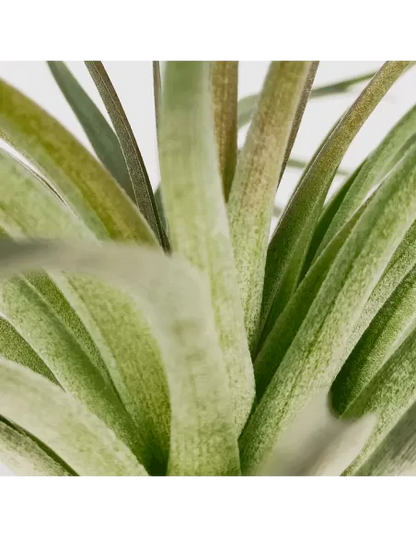Tillandsia Houston Dunkelrot