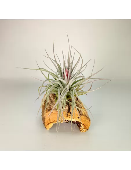 Tillandsia Houston Red Princess