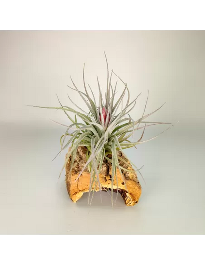 Tillandsia Houston Red Princess