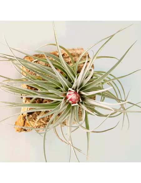 Tillandsia Houston Red Princess