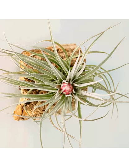 Tillandsia Houston Red Princess