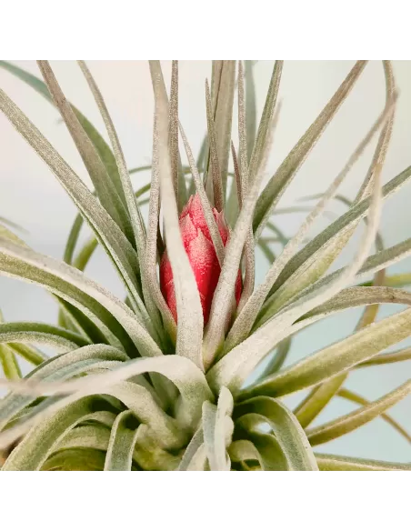 Tillandsia Houston Red Princess
