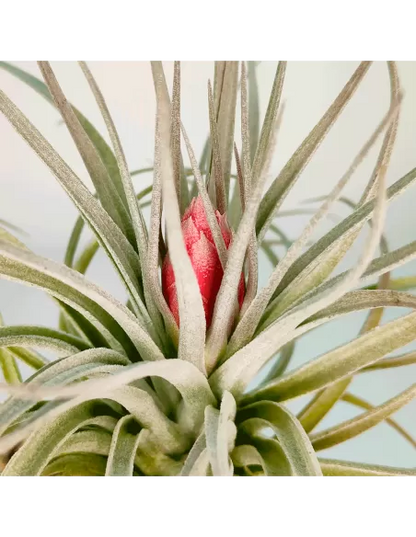 Tillandsia Houston Red Princess