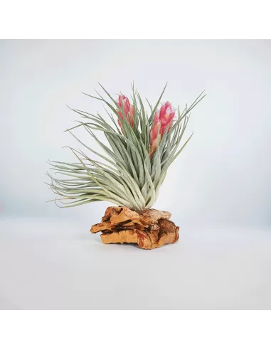 Tillandsia Houston Twin