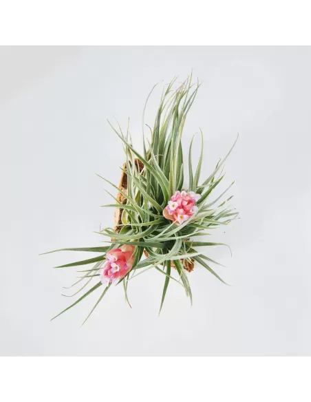 Tillandsia Houston Twin