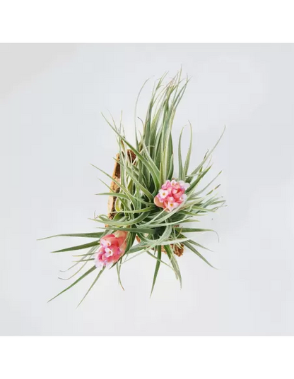Tillandsia Houston Twin