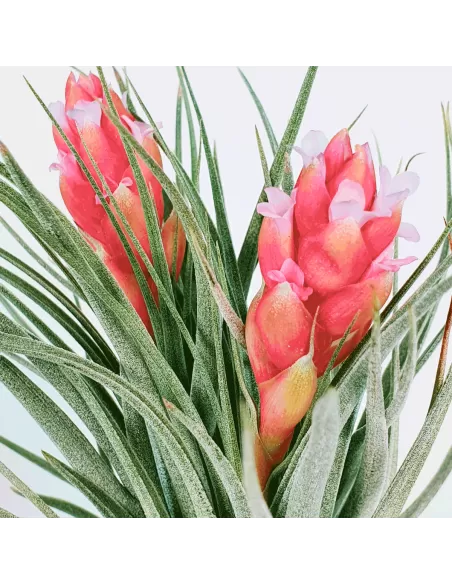 Tillandsia Houston Twin
