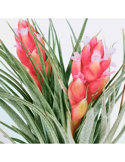 Tillandsia Houston Twin