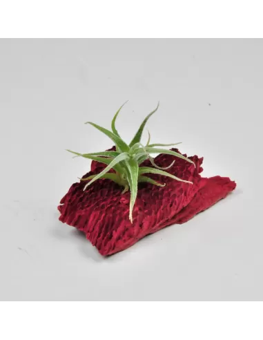 Tillandsia Humilis Simplex