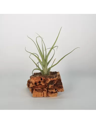 Tillandsia Humilis