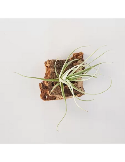 Tillandsia Humilis