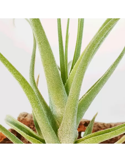 Tillandsia Humilis