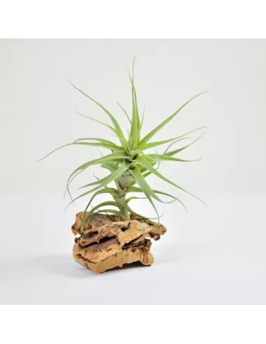 Tillandsia Incarnata