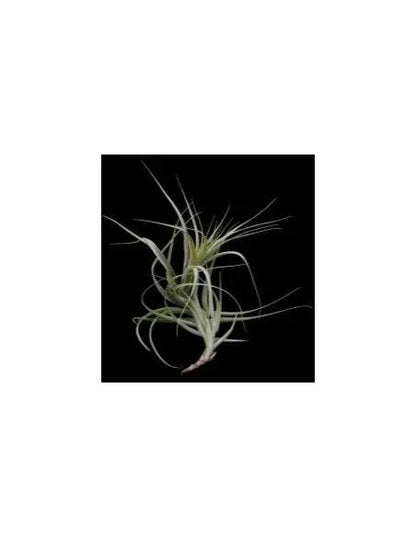 Tillandsia Incarnata