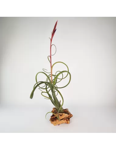 Tillandsia Intermedia