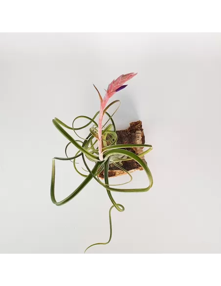 Tillandsia Intermedia