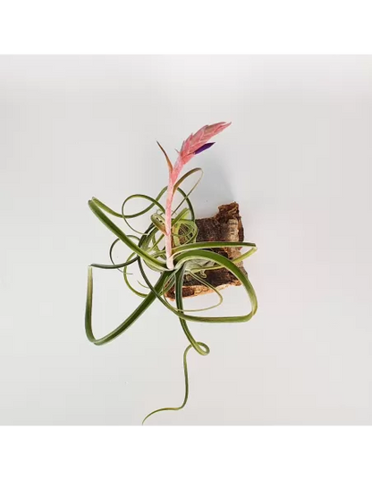 Tillandsia Intermedia