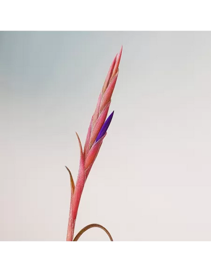 Tillandsia Intermedia