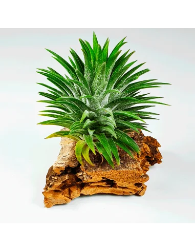 Tillandsia Ionantha Cone Type