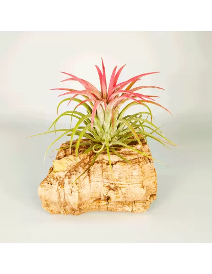 Tillandsia Ionantha Curly Leaf