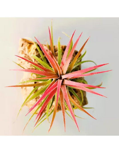 Tillandsia Ionantha Curly Leaf