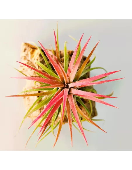 Tillandsia Ionantha Curly Leaf
