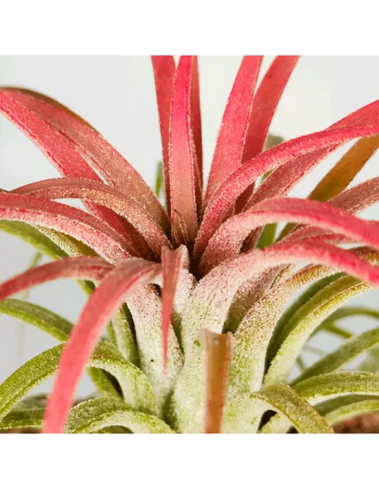 Tillandsia Ionantha Curly Leaf